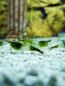 Preview: Green Rilli Garnele - Neocaridina davidi "Green Rilli"